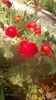 IMG-20200421-WA0029