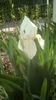 IMG-20200421-WA0036