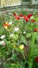 IMG-20200426-WA0030