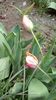 IMG-20200426-WA0037
