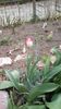 IMG-20200426-WA0039