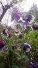 IMG-20200426-WA0061