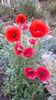 IMG-20200516-WA0017