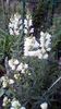 IMG-20200516-WA0020