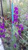 IMG-20200516-WA0024