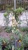 IMG-20200516-WA0030