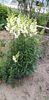 IMG-20200522-WA0000