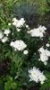 IMG-20201005-WA0003