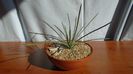 Agave stricta f. nana Minas Asbestos