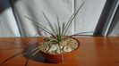 Agave stricta f. nana Minas Asbestos