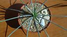 Agave stricta f. nana Minas Asbestos