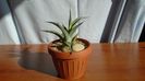 Agave sp.