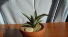 Agave sp.
