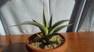 Agave sp.