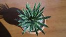 Agave filifera ssp. schidigera