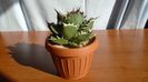 Agave titanota