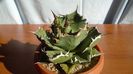 Agave titanota