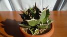 Agave titanota