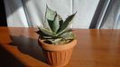 Agave titanota cv. White Ice