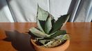Agave titanota cv. White Ice
