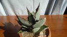 Agave titanota cv. White Ice