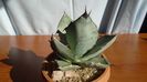 Agave titanota cv. White Ice