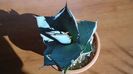 Agave titanota cv. White Ice