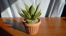 Agave mitis cv. Multicolor