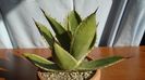 Agave mitis cv. Multicolor