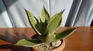 Agave mitis cv. Multicolor