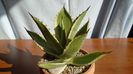 Agave mitis cv. Multicolor