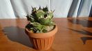 Agave titanota