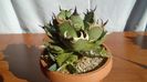 Agave titanota