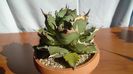 Agave titanota