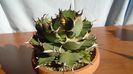 Agave titanota