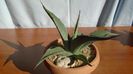 Agave sp.