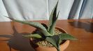 Agave sp.