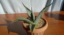 Agave sp.