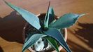 Agave sp.
