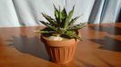 Agave xylonacantha