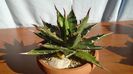 Agave xylonacantha
