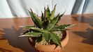 Agave xylonacantha