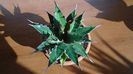 Agave xylonacantha