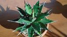 Agave xylonacantha