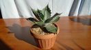 Agave colorata