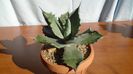 Agave colorata