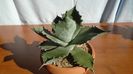 Agave colorata
