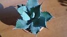 Agave colorata