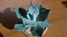 Agave colorata