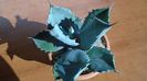 Agave colorata